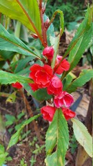 red and yellow flower