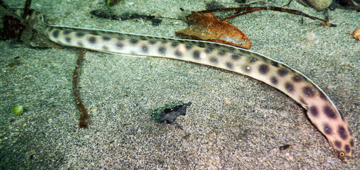 Costa Rica Pacific sea life underwater