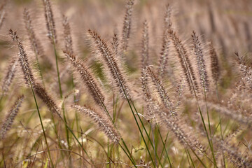 Fototapeta premium チカラシバ