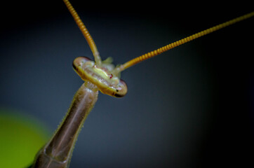 green praying mantis