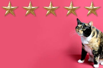 beautiful adult domestic cat proudly sitting on red background, looks, five gold foil star, concept...