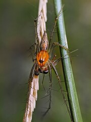 spider on a leaf