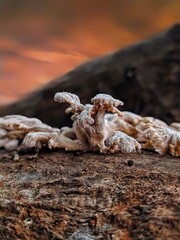 fungus in the dessert