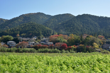 Fototapeta na wymiar 秋の京都大原