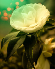beautiful yellow rose