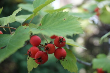 Red fruits on tree