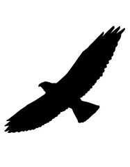 Black Eagle Illustration Flying