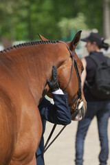 Rider on horseback during a competition