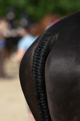 Tresse de queue de cheval préparé pour la compétition 