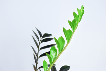 Black ZZ Plant (Zamioculcas Zamifolia) put forth fresh leaves on white blackground, low...