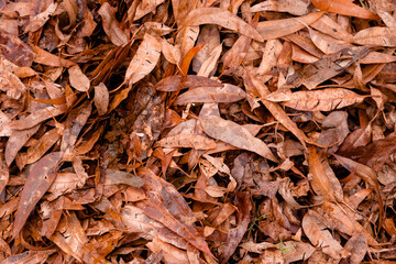 Monte de folhas secas de eucalipto  