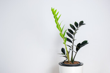 Black ZZ Plant (Zamioculcas Zamifolia) put forth fresh leaves in white plastic pot, low maintenance, low water and easy to care for house plant, Rare Air Purifier tree.