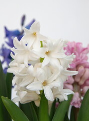 Hyacinth, Hyacinthus orientalis - common, Dutch or garden hyacinth with violet and pink flowers