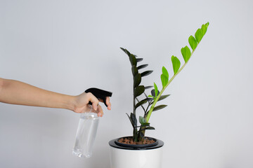 Woman Handle a spray bottle with Black ZZ Plant (Zamioculcas Zamifolia), plant put forth fresh...
