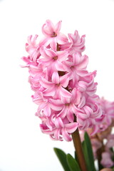 Pink hyacinth, Pink hyacinth, Hyacinthus orientalis - common, Dutch or garden hyacinth on green background