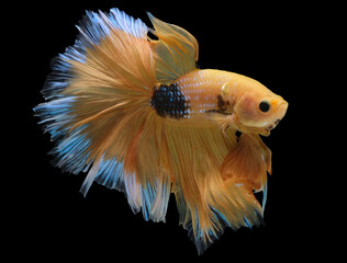 Beautiful movement of yellow Betta fish, Siamese fighting fish, Betta splendens of Thailand isolated on black background.