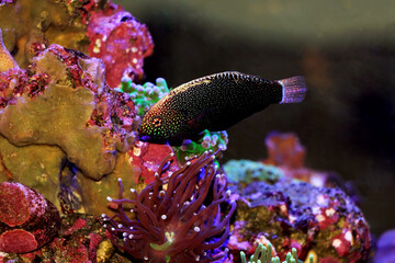 Yellow-spotted Black Leopard Wrasse - Macropharyngodon negrosensis 