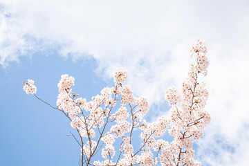 만개한 벚꽃나무