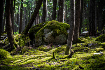 Mossy Rock