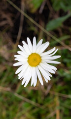 Photographs of blooming daisy flowers.
