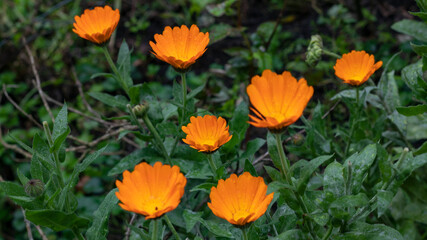 Fototapeta premium Photographs of orange flowers and green leaves.