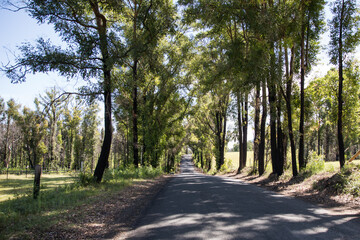 Fototapeta premium Long country road lined by trees