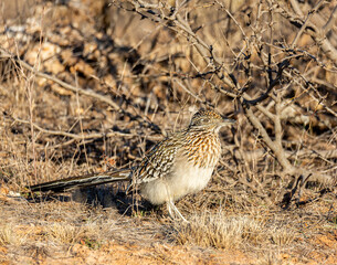 Greater roadrunner