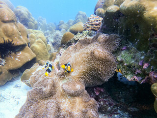clown fish swim at sea anemone coral