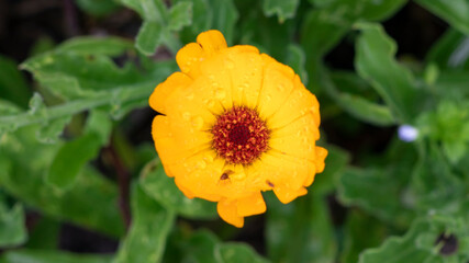 Photographs of yellow flowers and green leaves.