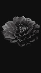 black and white flower