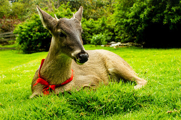 Ciervo (Venado), cérvidos bebe 5 meses de edad, majestuoso ciervo en una tarde de medio sol en ecuador