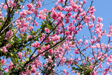 晴れた日の寒緋桜と青空 