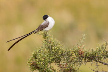 Hermosa tijereta (Tyrannus savana) con una pose atractiva en la rama de un arbusto con frutos verdes. Fondo desenfocado de tonos beiges, amarillos y verdes.