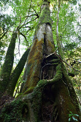 Fototapeta premium Deep cedar forest of Yakushima, Japan