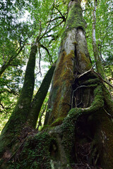 Deep cedar forest of Yakushima, Japan