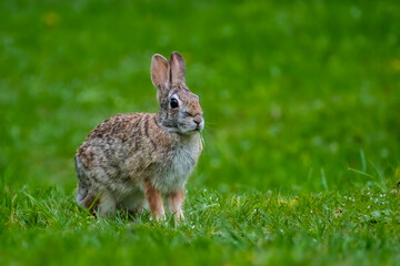 A Cottontail Rabbit (Sylvilagus) sitting in the grass for a portrait in the summer sun.