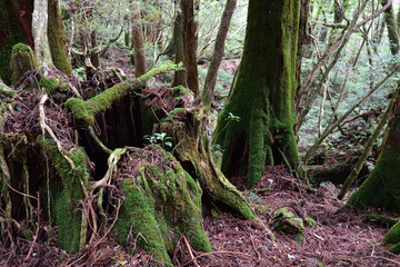 Deep cedar forest of Yakushima, Japan