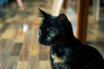 black and white cat portrait