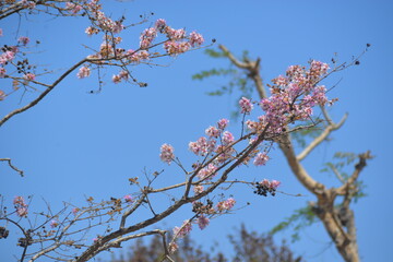 cherry blossom in spring