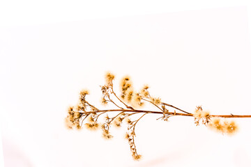 Warm Winter Nature Branch