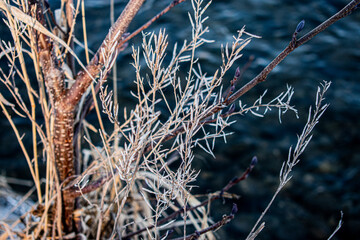 Dried Plant in Dead of Winter