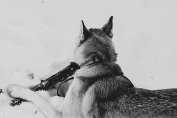 Black and White Illustration of Dog Eating Stick