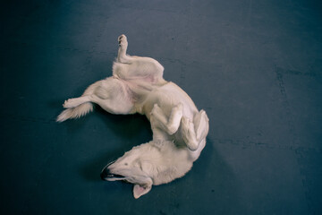 Dog Playing Dead