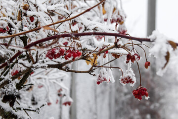 Snowy forest on a gloomy day tree covered with snow. Snow-covered winter steppe during fog. Trees...