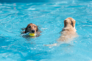 Golden Retriever and Labrador Retriever swimming in the pool