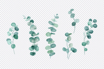 Eucalyptus leaves set isolated on transparent background 