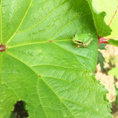 葉っぱとカエル