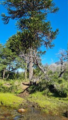 trees in the mountains