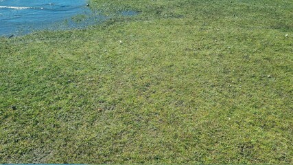 grass and water