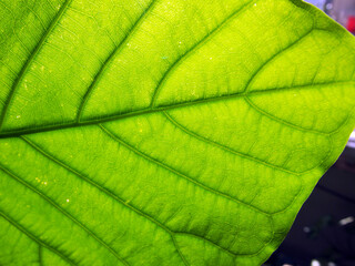 観葉植物の葉裏
